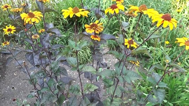 Heliopsis helianthoides var. scabra Bleeding Hearts смотреть онлайн