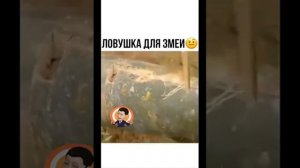 Ловушка для ЗМЕЙ,своими руками