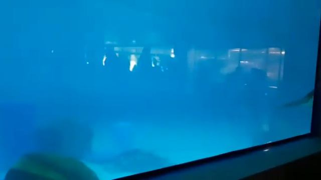 Огромные касатки проплывают друг за другом смотреть онлайн