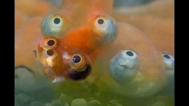 Забавные и смешные рыбки смотреть онлайн