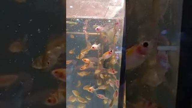 молодые вуалехвосты смотреть онлайн