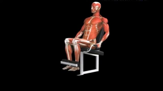 Разгибание ног на рычажном тренажере сидя Leg Extension Lever смотреть онлайн
