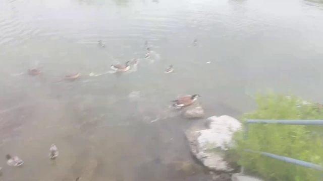 Feeding Bread to Ducks in the Pond|So Many Ducks смотреть онлайн