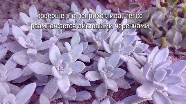 Редкие виды растений. Суккуленты. Пахиверия экзотика смотреть онлайн