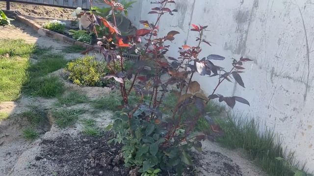 Роза Дон Жуан в бутонах смотреть онлайн