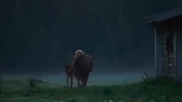 рассвет! Звуки природы смотреть онлайн