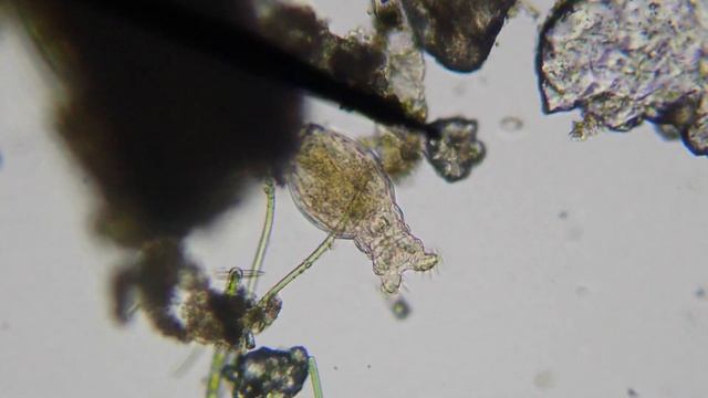 Rotifer / Wheel Animal, 4K Olympus TG-6 and Swift SW150 смотреть онлайн