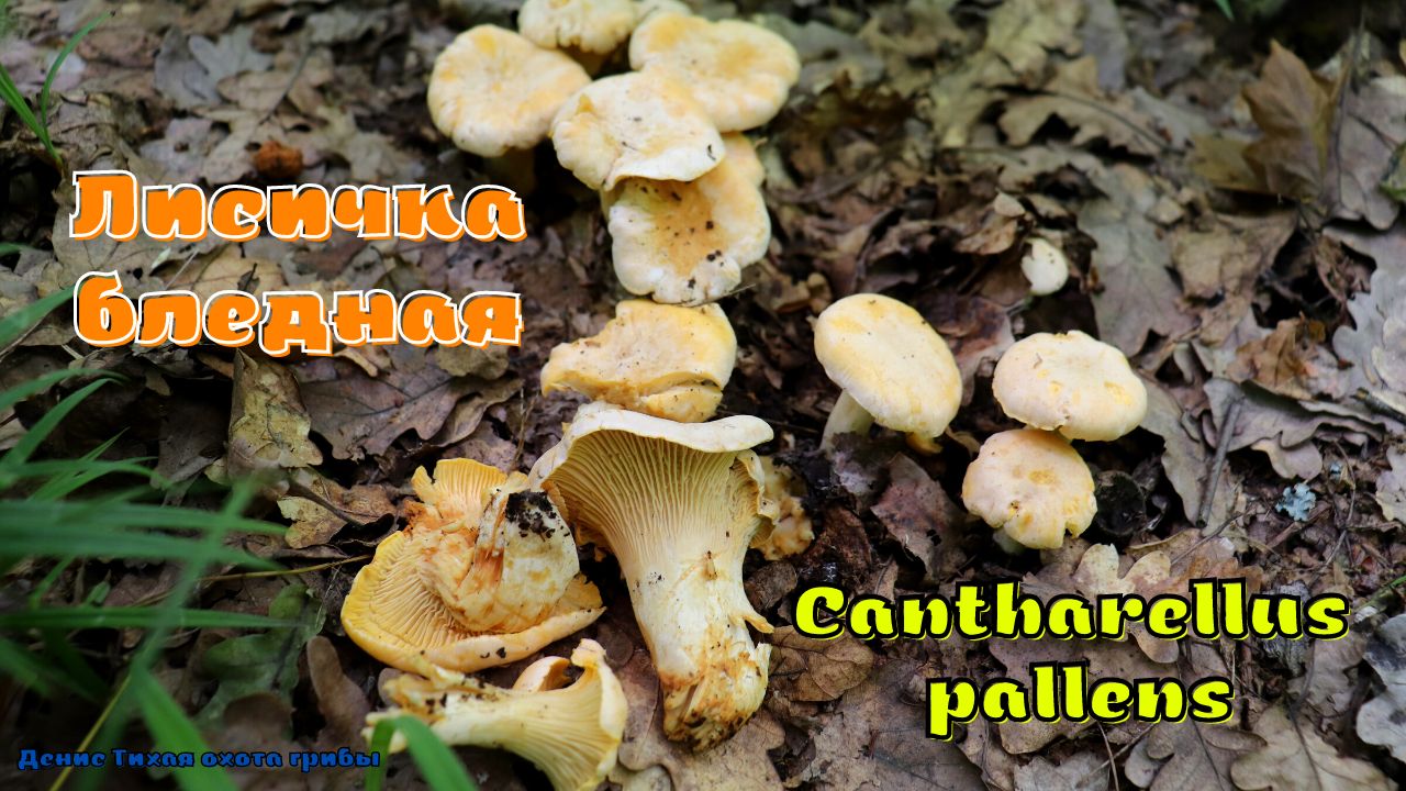 Лисичка бледная | Cantharellus pallens | ГРИБОТЕКА смотреть онлайн