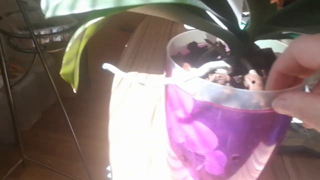 Полив орхидей перед отпуском.Поливаю особым способом. смотреть онлайн