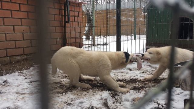Вот это упорство! Смешные щенки: борьба за тряпку. Архив.