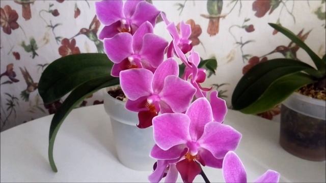 Обработка орхидей от темных пятен на листьях// Последствия влажности//Лечение и профилактика. смотреть онлайн