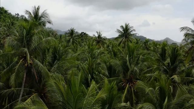 4K Discover Bali, Indonesia - A paradise for your vacation, holiday or honeymoon #bali #indonesia смотреть онлайн