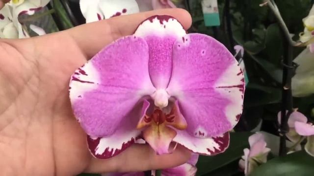 орхидеи Бауцентр Я в ШОКЕ ? Новороссийск, обзор орхидей смотреть онлайн