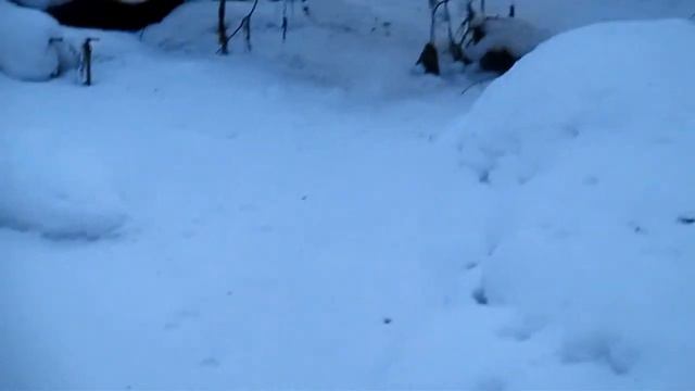 Проверка капканов на куницу большой круг,есть результат ч1. смотреть онлайн