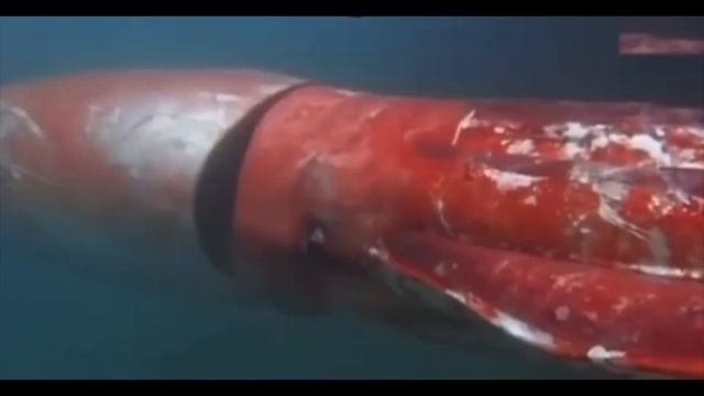 Путешествие в Марианскую впадину смотреть онлайн