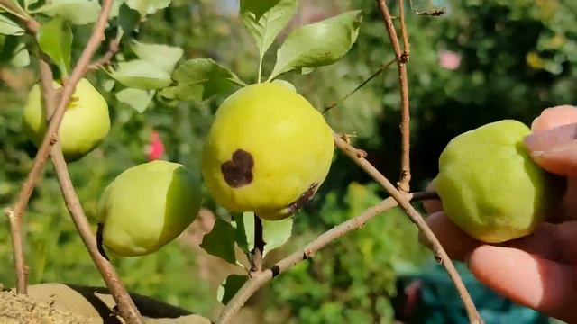 Начинаю переделки в саду. Ужасный хеномелес! смотреть онлайн