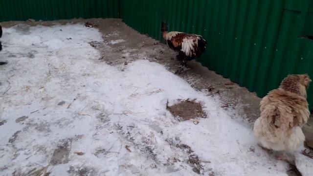 Фавероль, зимние прогулки смотреть онлайн