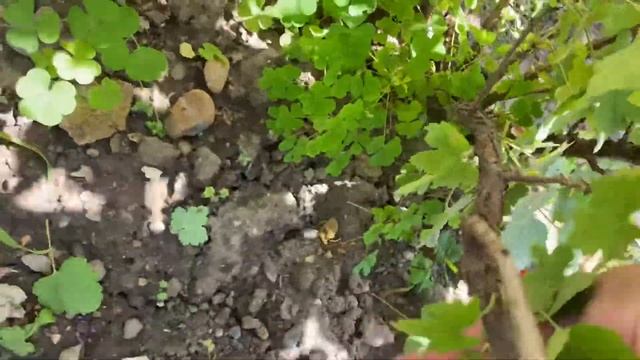 Красная смородина. Река Смородина и Калинов мост Поречка, поричка… и заморозка смородины на зиму смотреть онлайн