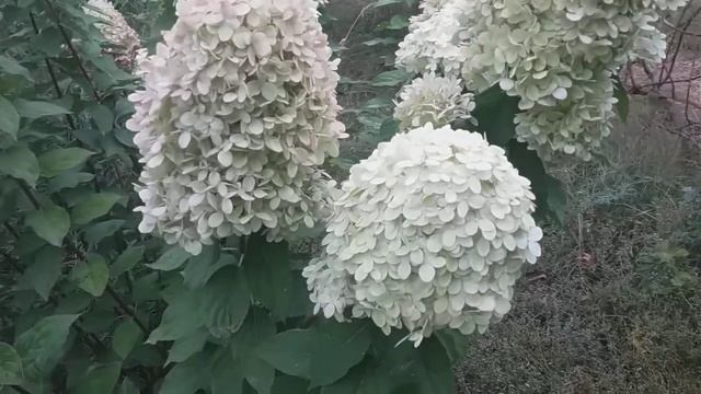 2018 Высокорослая метельчатая гортензия "Limelight" смотреть онлайн