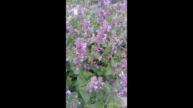 Котовник #Shorts смотреть онлайн