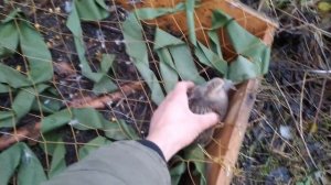 ПОЙМАЛ КУРОПАТОК В ЛОВУШКУ! Охота на фазана и куропатку ловушками