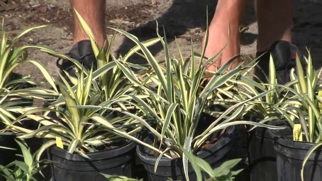 *Color Guard Yucca Plant* +Yucca filamentosa 'Color Guard'+Var+ смотреть онлайн