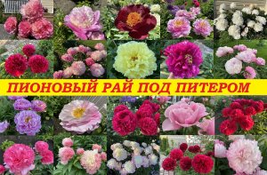 ПИОНОВЫЙ РАЙ ПОД ПИТЕРОМ