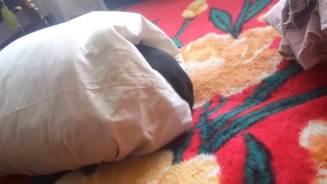 Такса в подушке смотреть онлайн