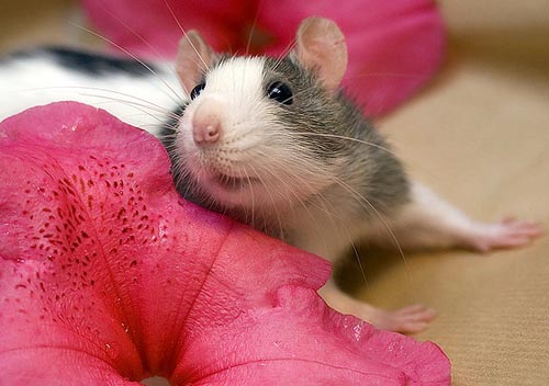 НОВЫЙ ПИТОМЕЦ КРЫСА смотреть онлайн