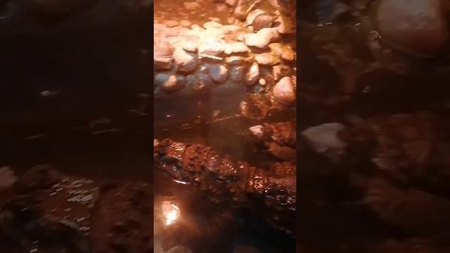 Широкомордый кайман Гена смотреть онлайн