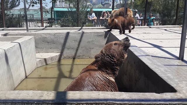 Душ для медведя Юры смотреть онлайн