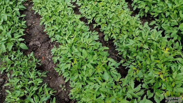 ЯСКОЛКА ЗАЦВЕЛА / ОБЗОР РАССАДЫ / ДЕЛА ДАЧНЫЕ / смотреть онлайн