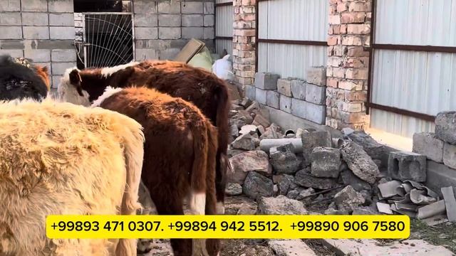 BEGZOD NEGA ARZON SOTYAPTI XAYRATTAMAN