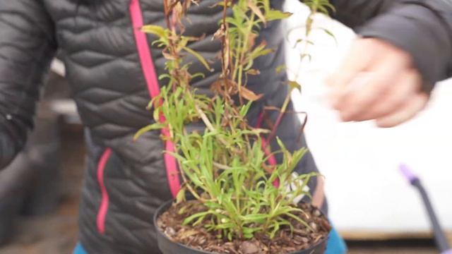 Preparing Penstemon for Summer смотреть онлайн