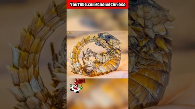 ESTE REPTIL MUERDE SU COLA y es conocido como "lagarto armadillo" (Ouroborus cataphractus)? смотреть онлайн