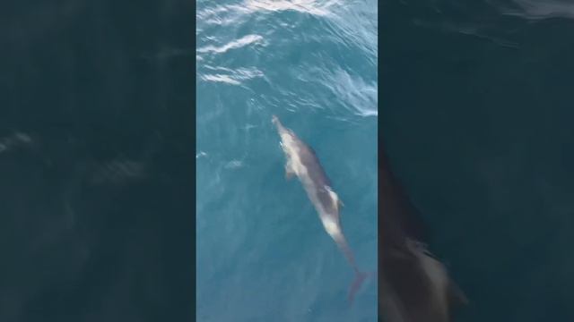 Наконец то дельфины и так близко в индийском океане смотреть онлайн