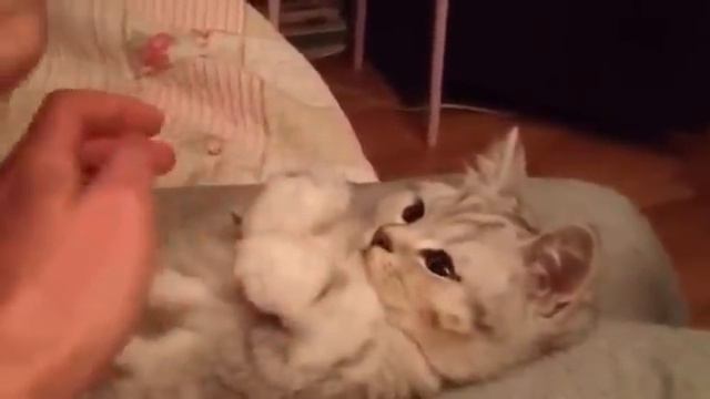 ПЛАСТИЛИНОВЫЙ КОТ plasticine kitten смотреть онлайн
