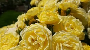 жёлтая роза Комтесса Дю Барри | rose Comtesse Du Barry | ROZIMIRA