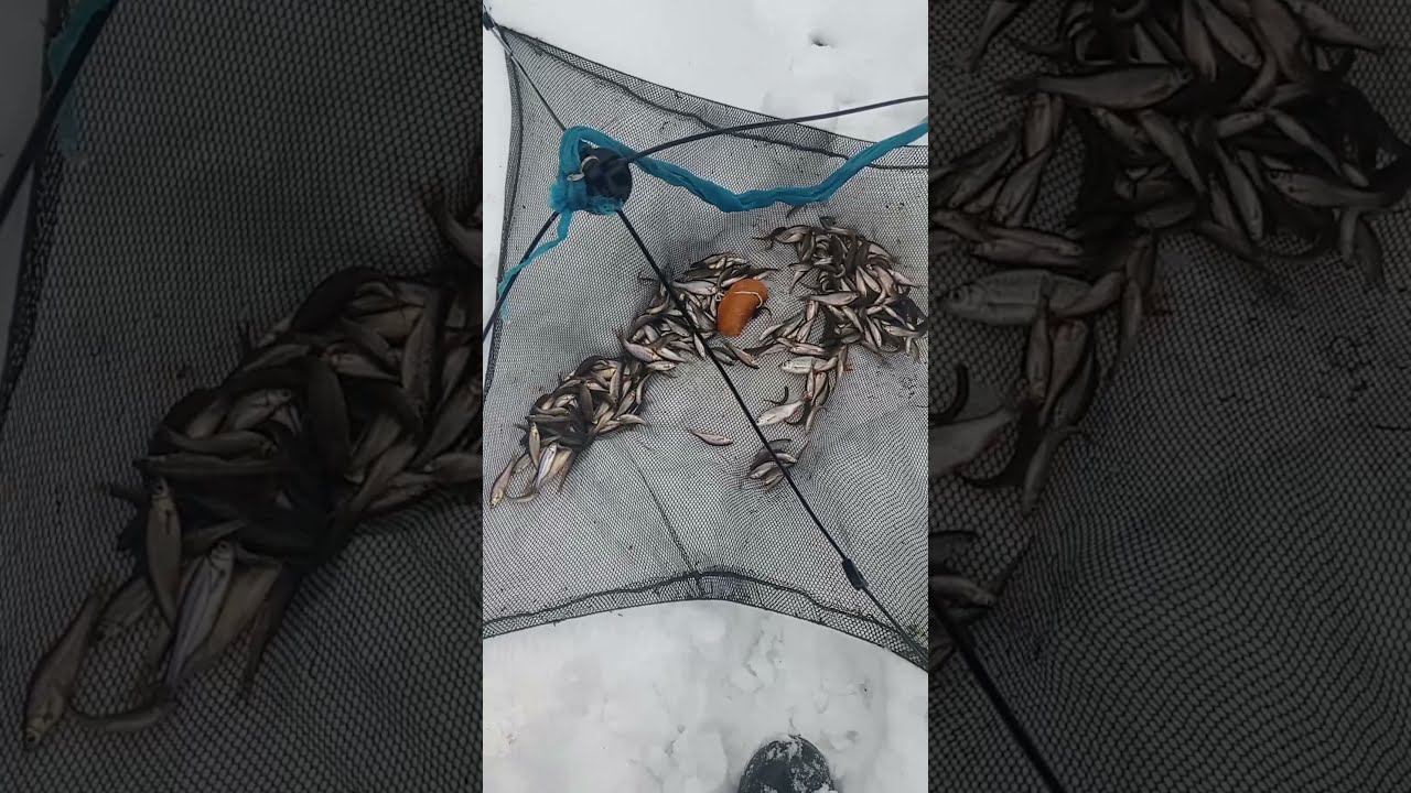 Сотни рыб с одного заброса Сколько же здесь рыбы? смотреть онлайн