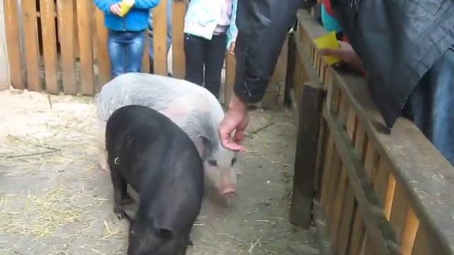 Овечка не кусается, нам не до кенгуру........ смотреть онлайн