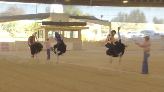 Cтраусинные бега смотреть онлайн