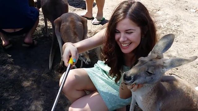 КЕНГУРУ Австралия ЗНАКОМСТВО с КЕНГУРУ - НЕПЕРЕДАВАЕМЫЕ ОЩУЩЕНИЯ!!! Kangaroo Australia смотреть онлайн