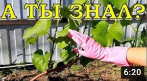 Обрезка ВИНОГРАДА ПО-ША-ГО-ВО