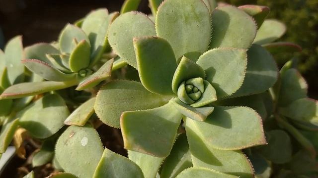 Эониум 'Киви'. Уход в домашних условиях смотреть онлайн