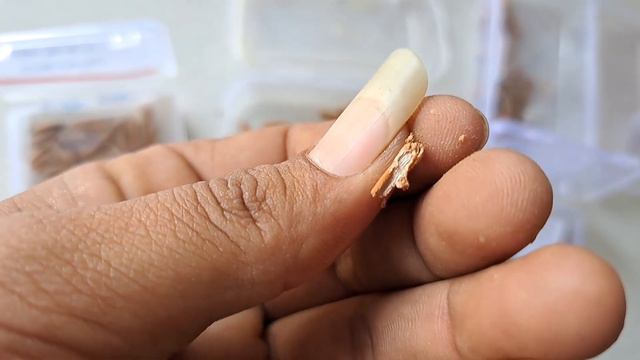 Tips for Fresh Adenium Seeds: How to Easily Identify Fresh and High-Quality Seeds [Eng.subtitles] смотреть онлайн