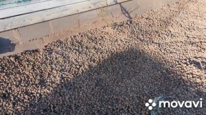 Мульчирование цветника керамзитом. Эксперимент начинается