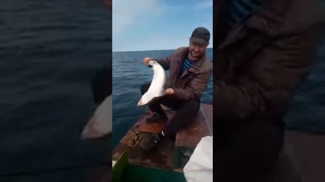 Акулы в Татарском проливе. 2019 смотреть онлайн