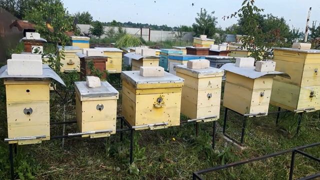 Как распределить лётную пчелу? Шикарные отводки которые приносят мёд. смотреть онлайн