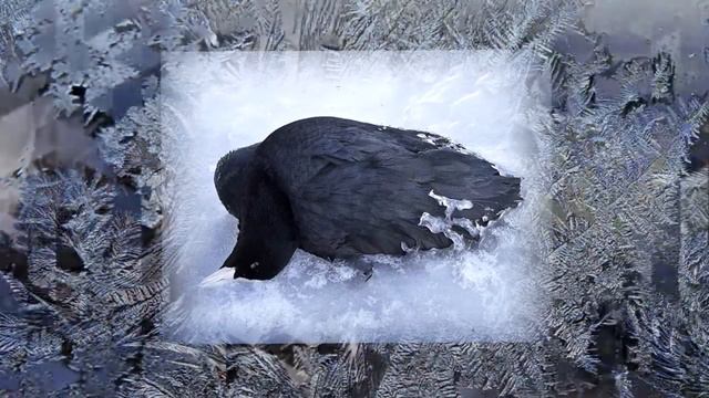 Экологический отряд "Ромашка" - проект "Кто поможет?" смотреть онлайн