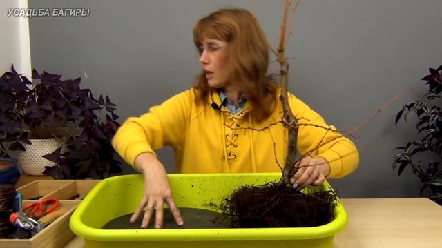 Бонсай из липы (ч.3).